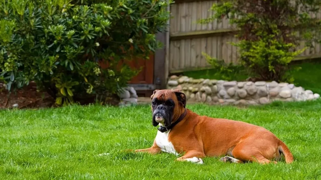 Read these interesting German shepherd boxer mix facts to learn more about these mammals that are considered large dogs.