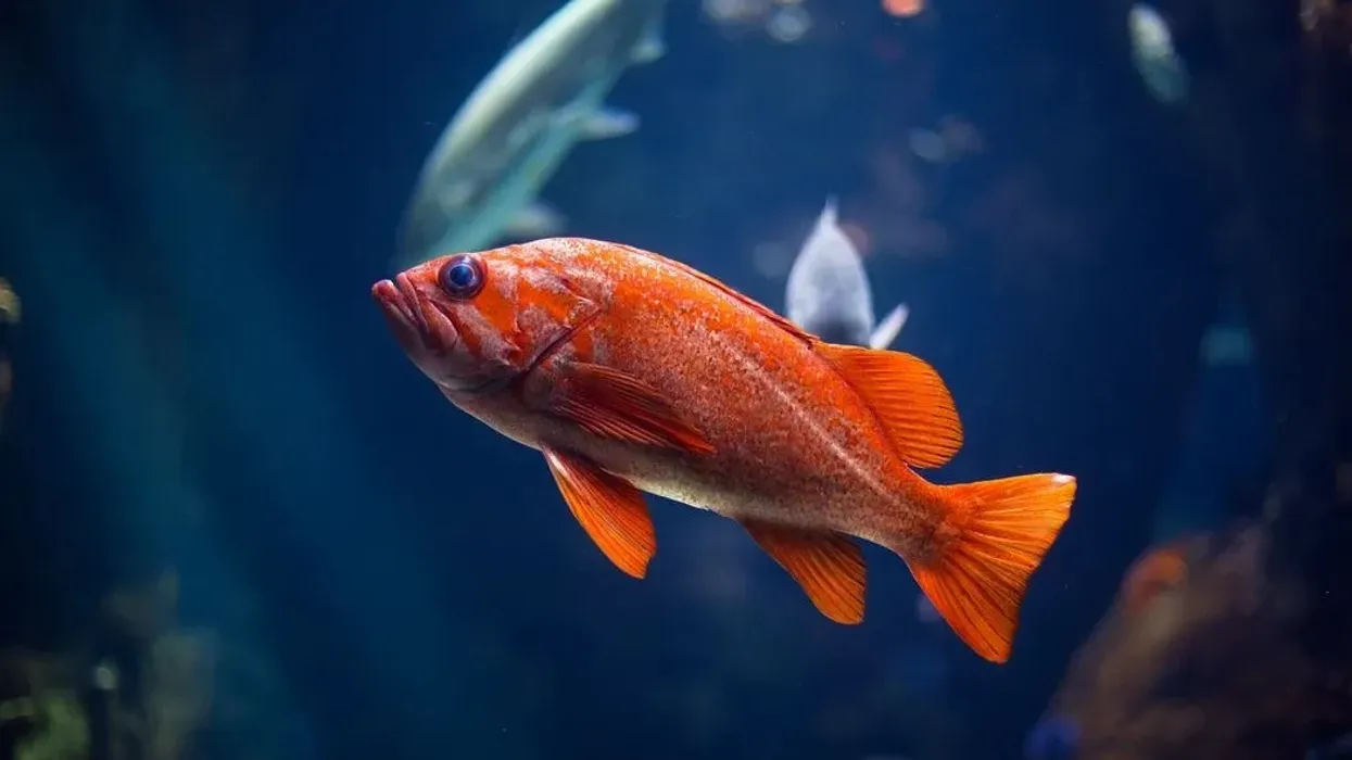 Read these interesting goldfish facts to learn more about this famous household fish!