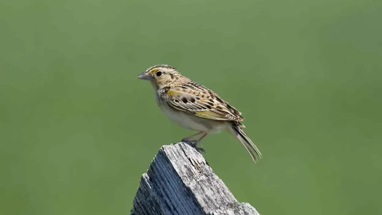 Read these interesting grasshopper sparrow facts to learn more about this bird which is brown-colored with a white belly
