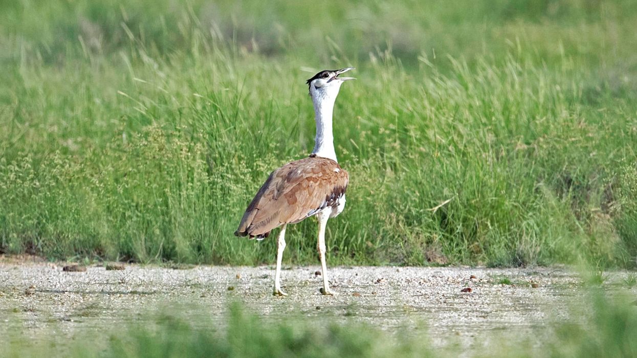 Read these interesting great Indian bustard facts to learn about this bird protected under the Wildlife Protection Act 1972 from becoming extinct like the dodo bird.