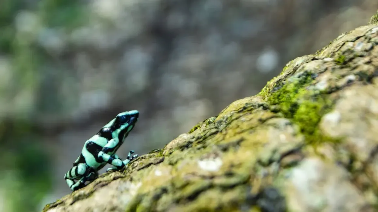 Read these interesting green and black poison dart frog facts about this species whose poison gland is so strong that it can easily kill a person.