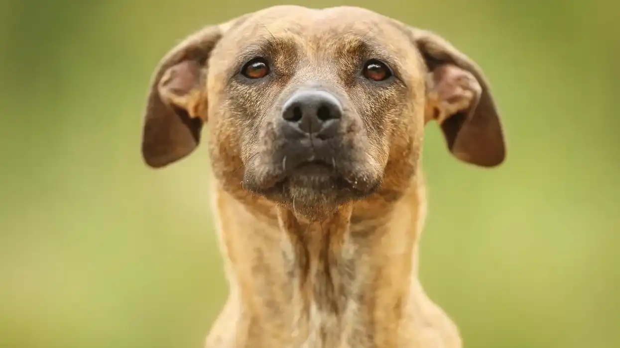 Read these interesting greyador facts about this adorable mix breed of pets.