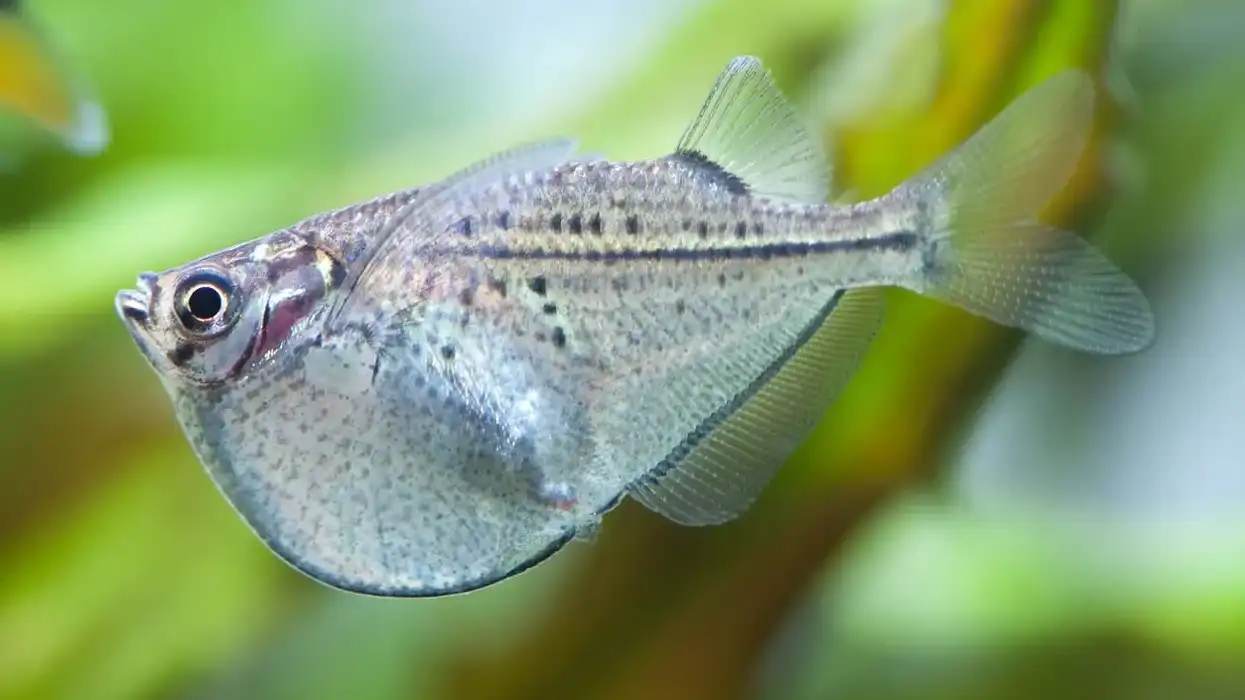 Read these interesting Hatchetfish facts to learn more about this amazing fish.
