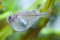 Read these interesting Hatchetfish facts to learn more about this amazing fish.