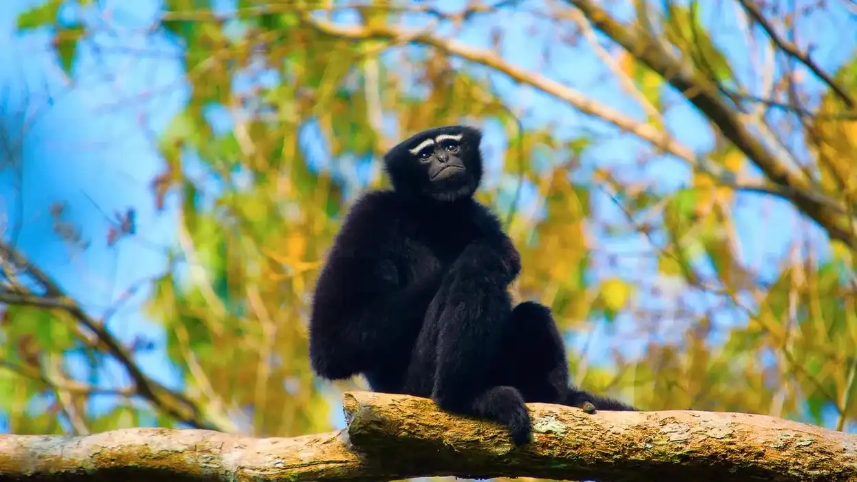 Read these interesting hoolock gibbon facts more about these animals that communicate by singing songs and making vocal calls.