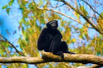 Read these interesting hoolock gibbon facts more about these animals that communicate by singing songs and making vocal calls.