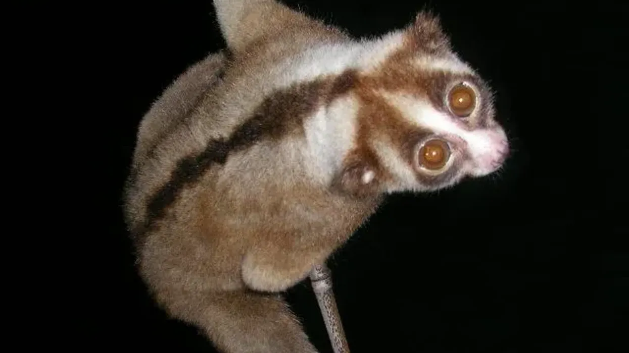Read these interesting Javan slow loris facts to learn more about this species of loris known for its exceptionally cute appearance and also for its venom.