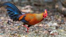 Read these interesting jungle fowl facts to learn more about this loud and vocal bird