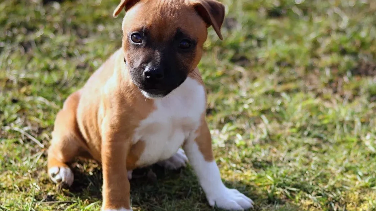 Labrastaff Fun Labrastaff Facts For Kids | Kidadl