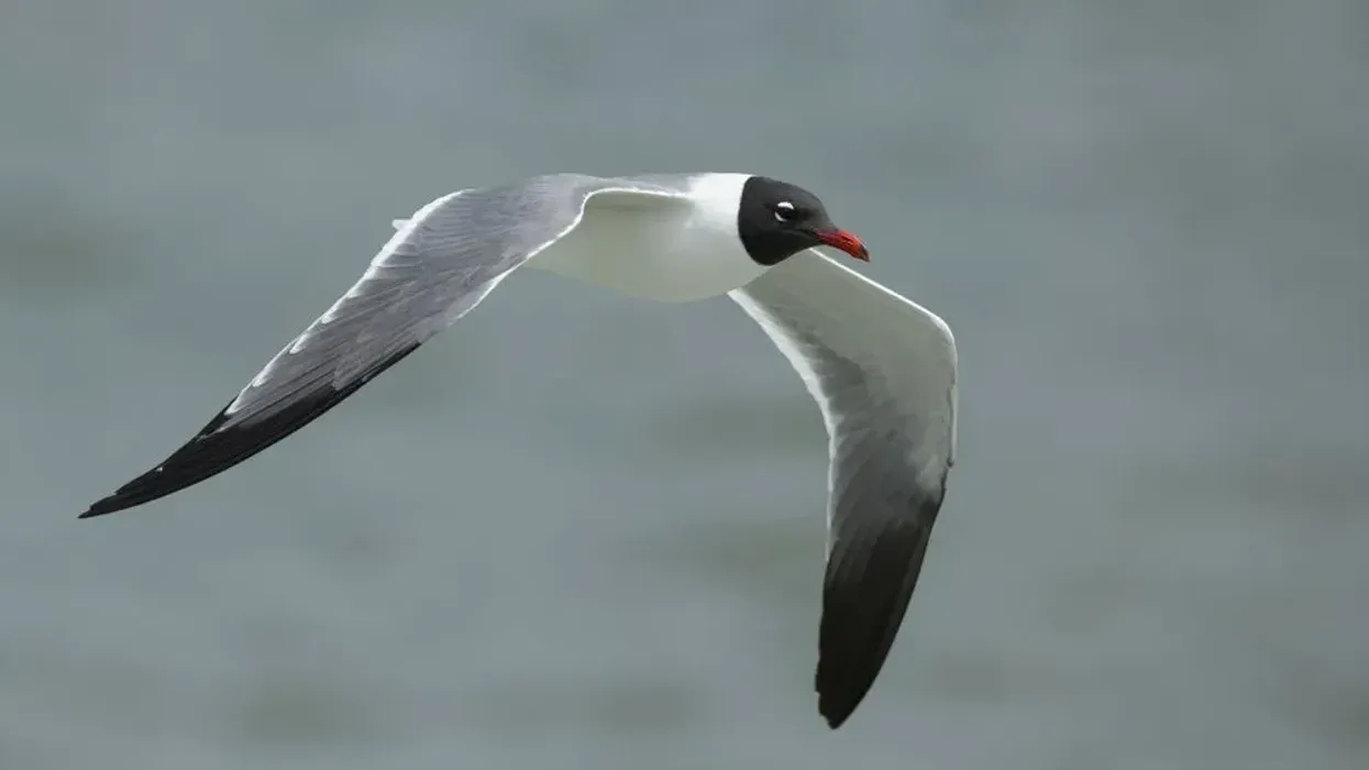 Read these interesting laughing gull facts about these birds with long wings and legs.