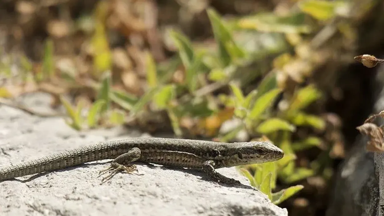 Read these interesting Lazarus lizard facts to learn more about this non-native lizard of England that was first introduced in the United States.