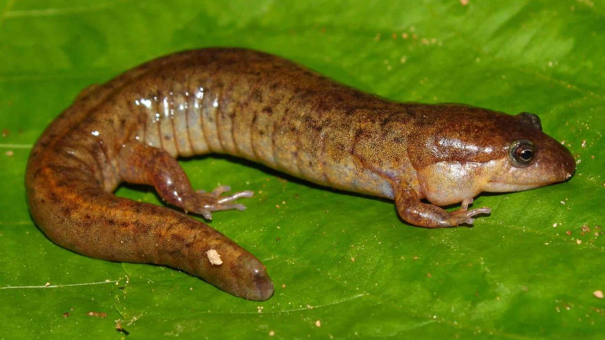 Read these interesting lungless salamanders facts.