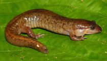 Read these interesting lungless salamanders facts.