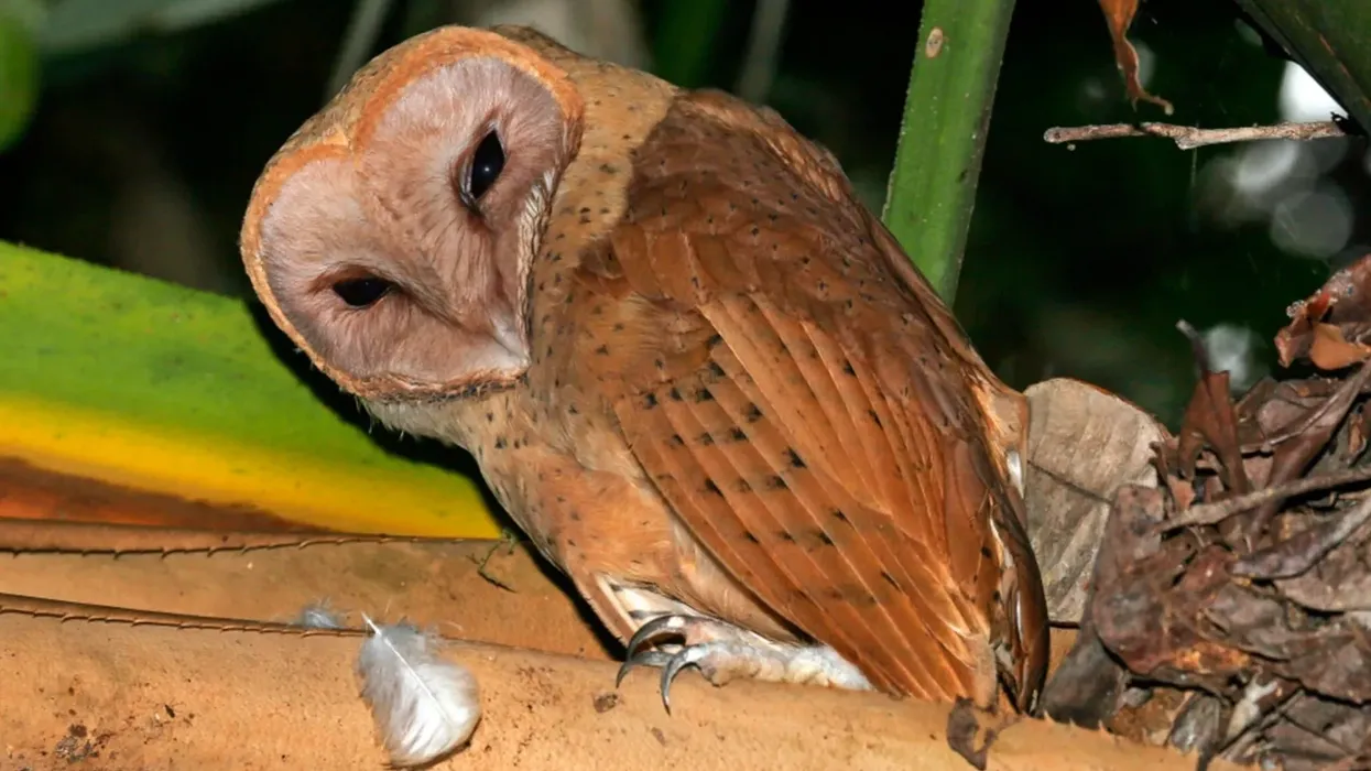 Read these interesting Madagascar red owl facts