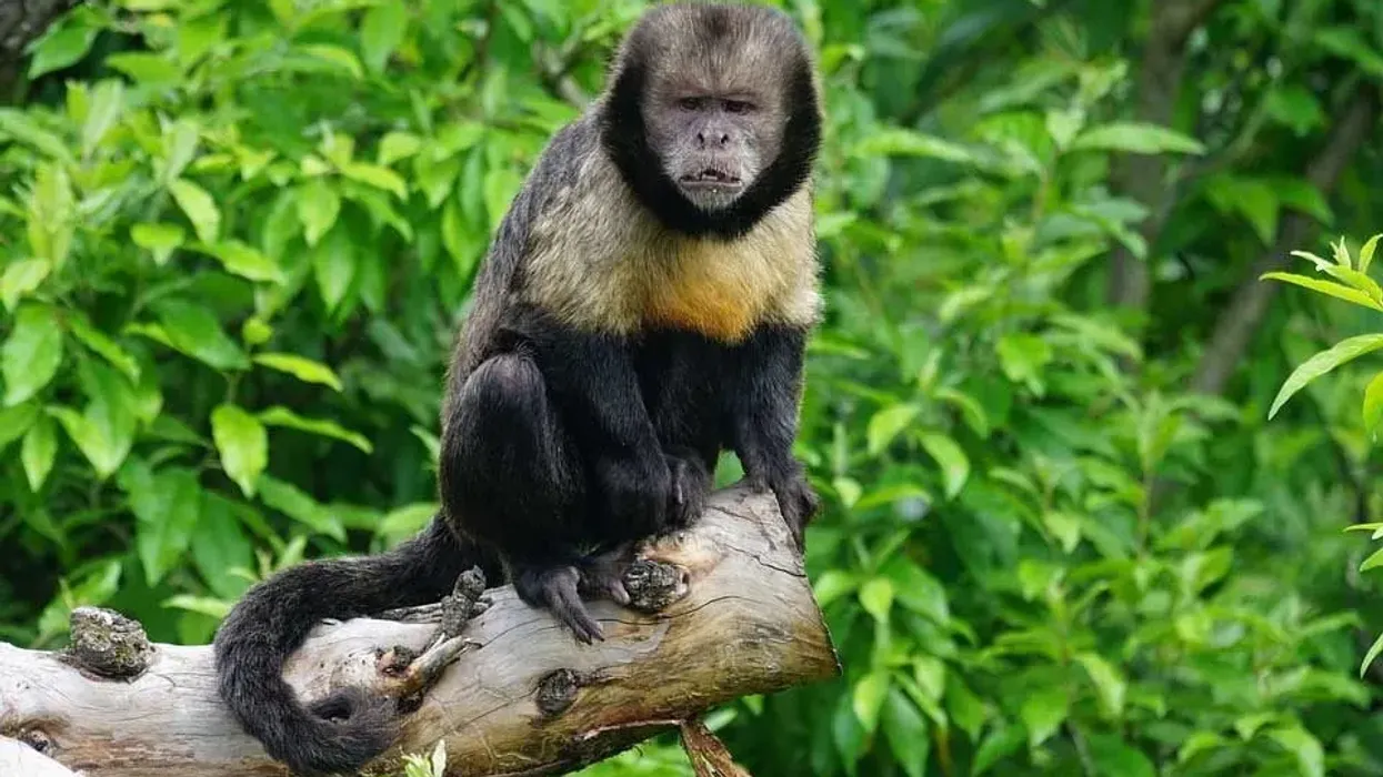 Read these interesting New World Monkey facts about this monkey species divided into five major families.