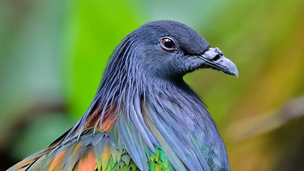 Read these interesting Nicobar pigeon facts about these birds that are found in the Nicobar islands.