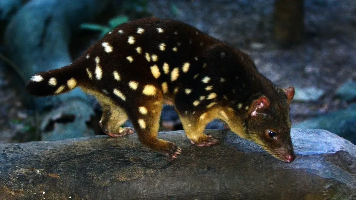 Read these interesting northern quoll facts about the smallest bird of the four known species of the quolls from Australia.