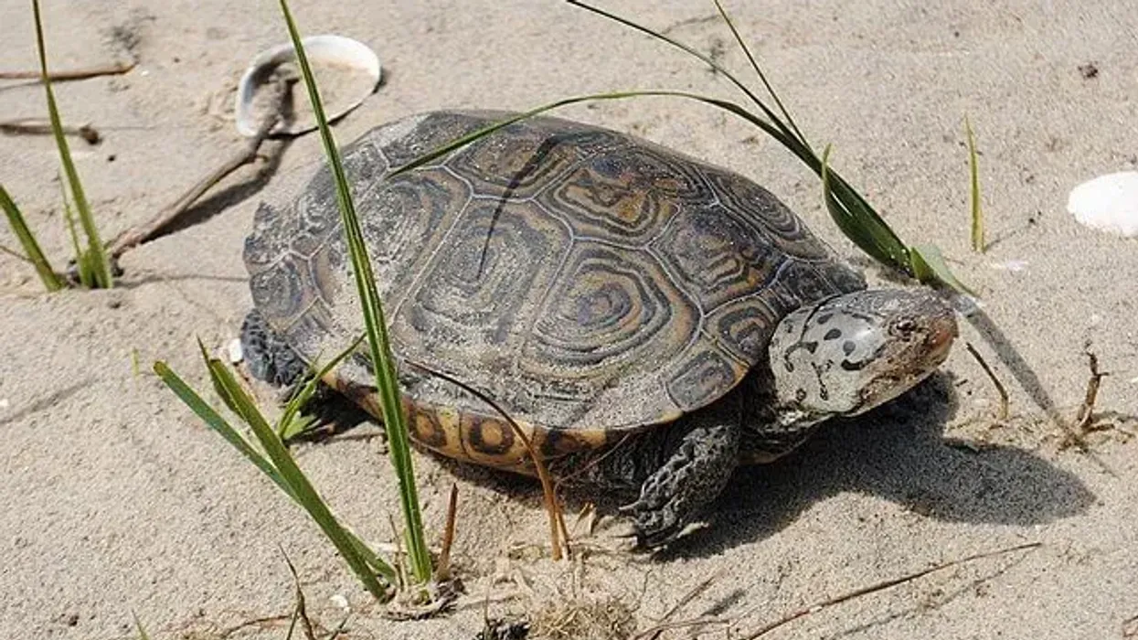 Read these interesting northern river terrapin facts.