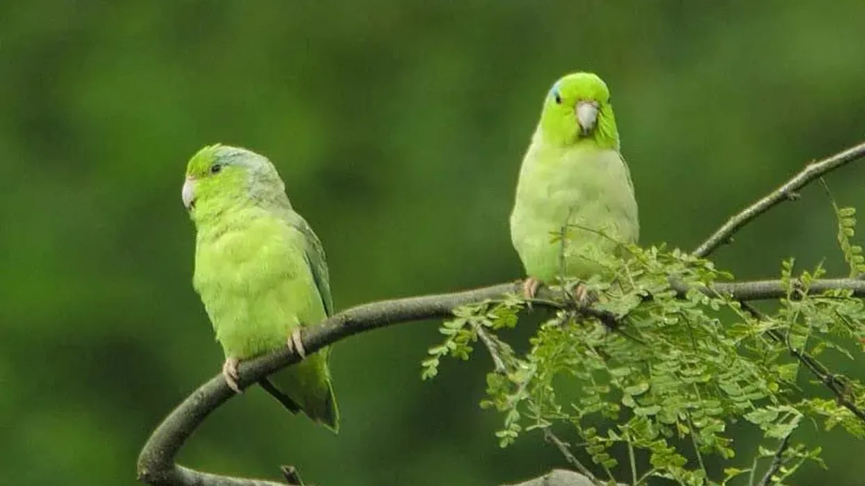 Read these interesting Pacific parrotlet facts to learn more about these birds, also called 'pocket parrots' because of their small size