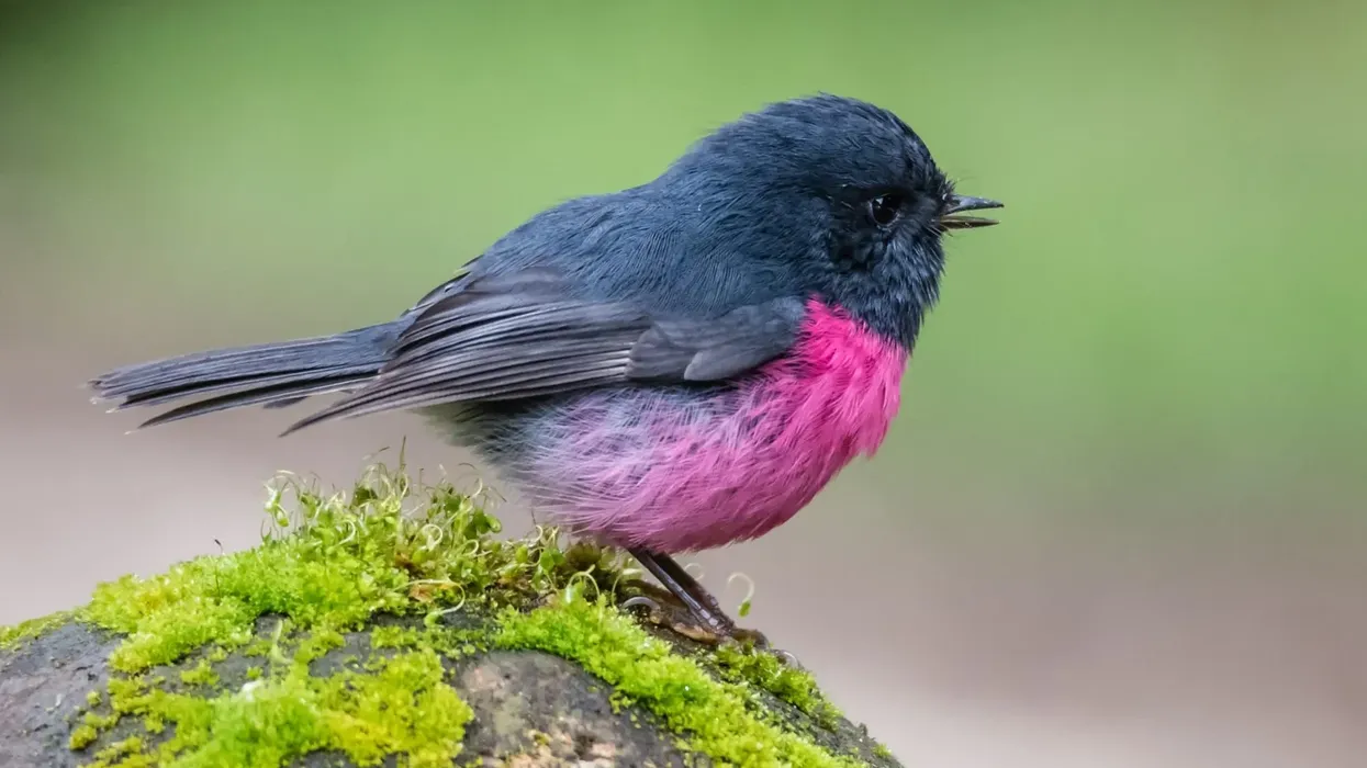 Read these interesting pink robin facts about this bird with burrows that can be found only in south-eastern Australia.