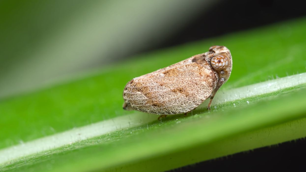 Read these interesting planthopper facts about this insect which sucks out the matter from plants and ends up damaging them.