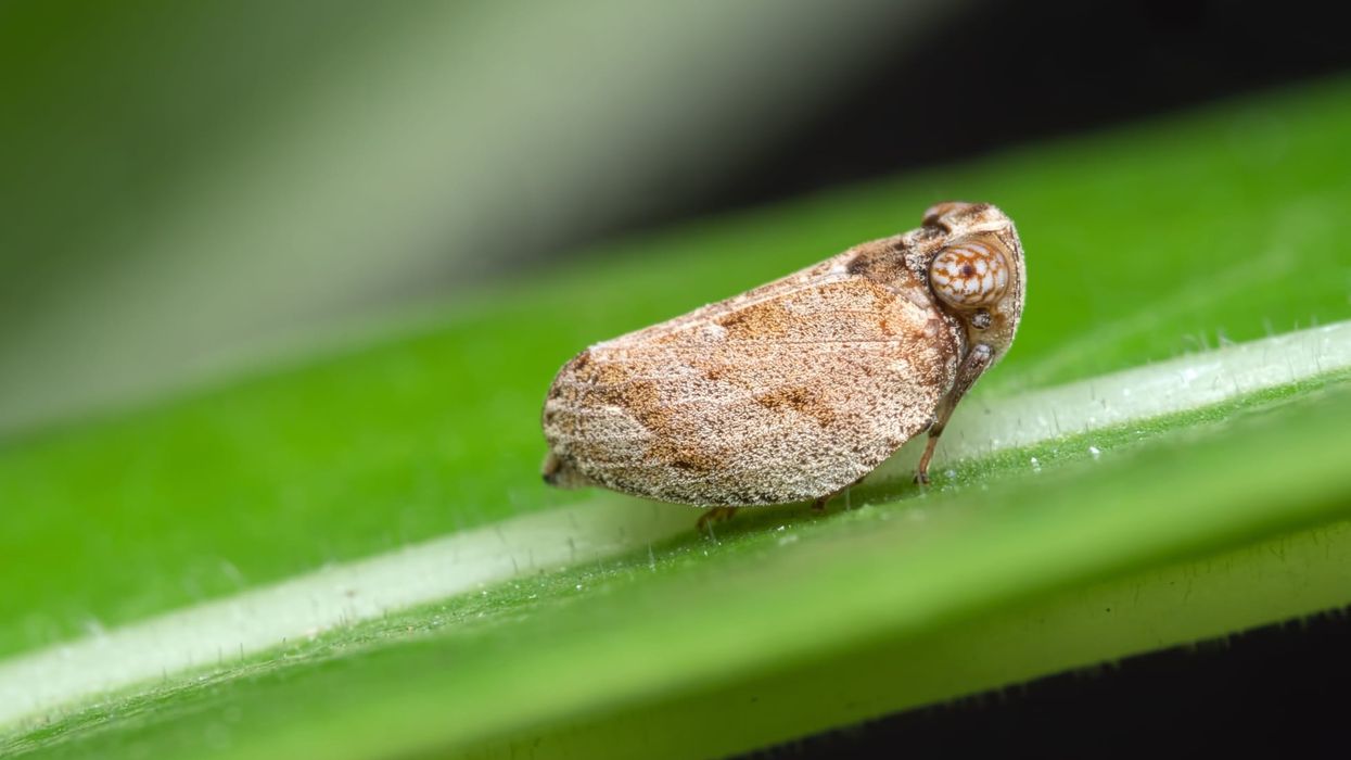Read these interesting planthopper facts about this insect which sucks out the matter from plants and ends up damaging them.