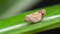 Read these interesting planthopper facts about this insect which sucks out the matter from plants and ends up damaging them.