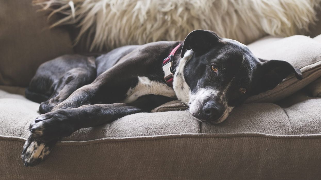 Read these interesting pointer pitbull mix facts to learn about this mixed breed.