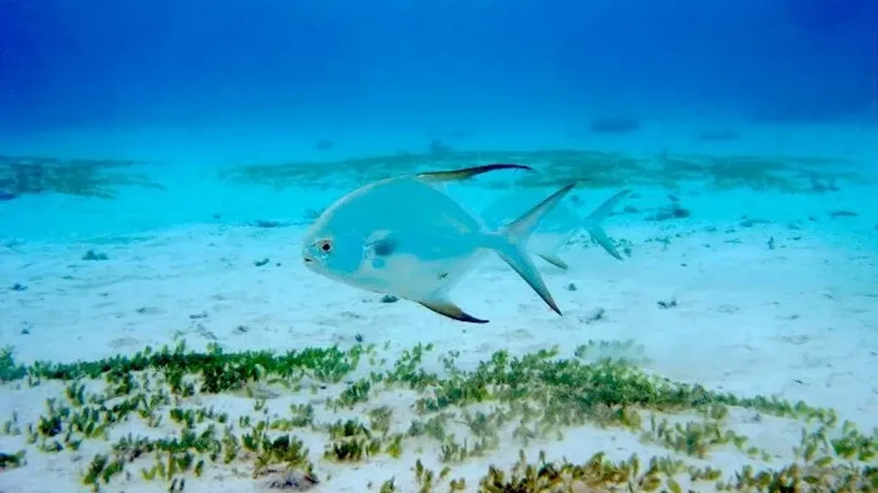 Read these interesting pompano facts to learn more about this fish that fishermen commonly hunt and is considered very tasty.