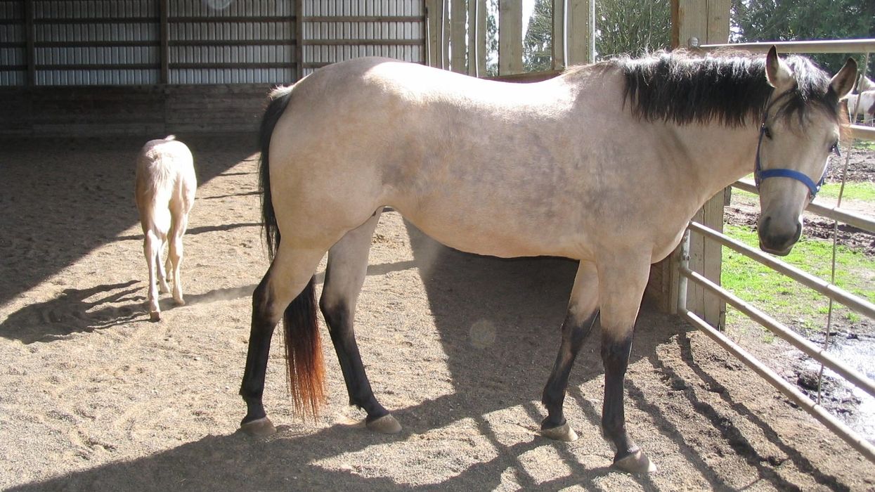Read these interesting quarter horse facts below to learn more about this breed of American horse, the American Quarter Horse, which is, in fact, the quickest breed of horses known to men.