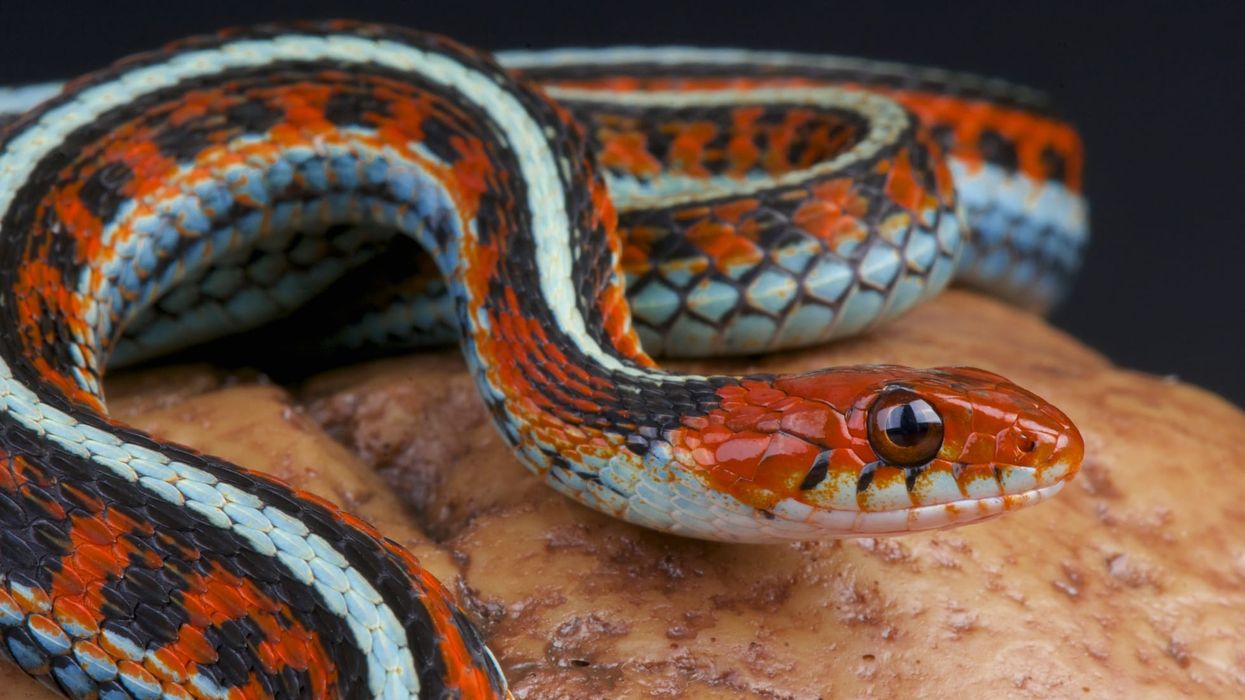 Read these interesting San Francisco garter snakes facts to learn more about these snakes that have no fangs at all.