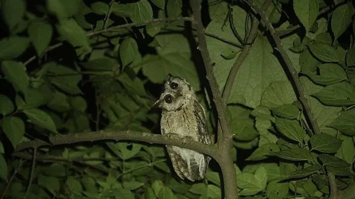Read these interesting scops owl facts to learn more about this owl with around 45 different species.