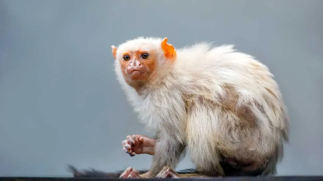 Read these interesting silver marmoset facts about these small-sized primates that are known for their scent and found in Brazil