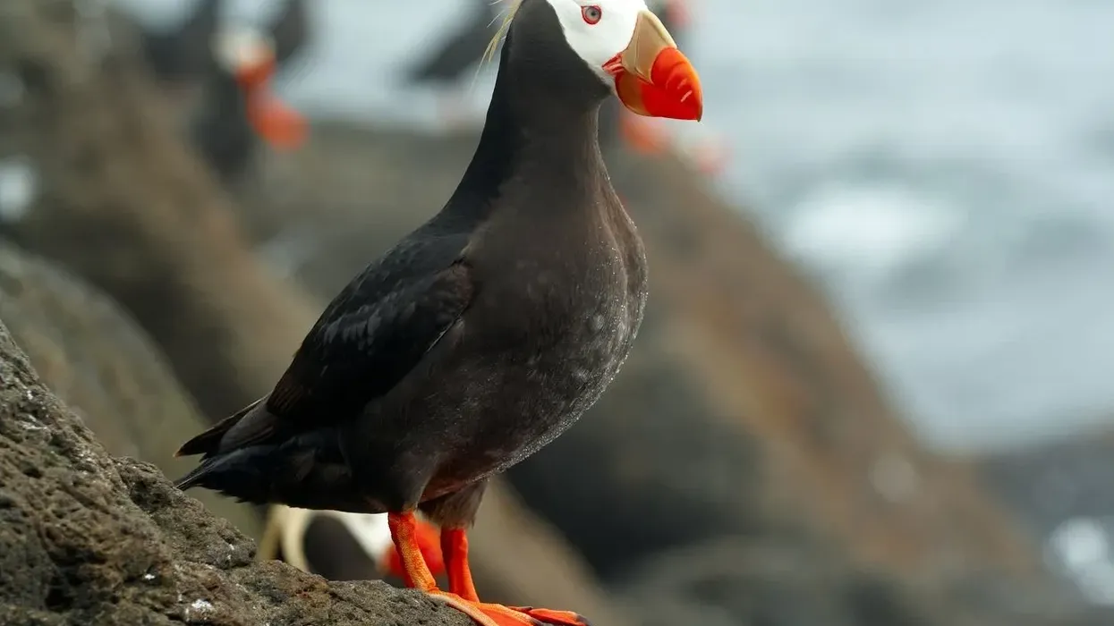 Read these interesting Tufted Puffin facts to learn more about this bird that burrows.