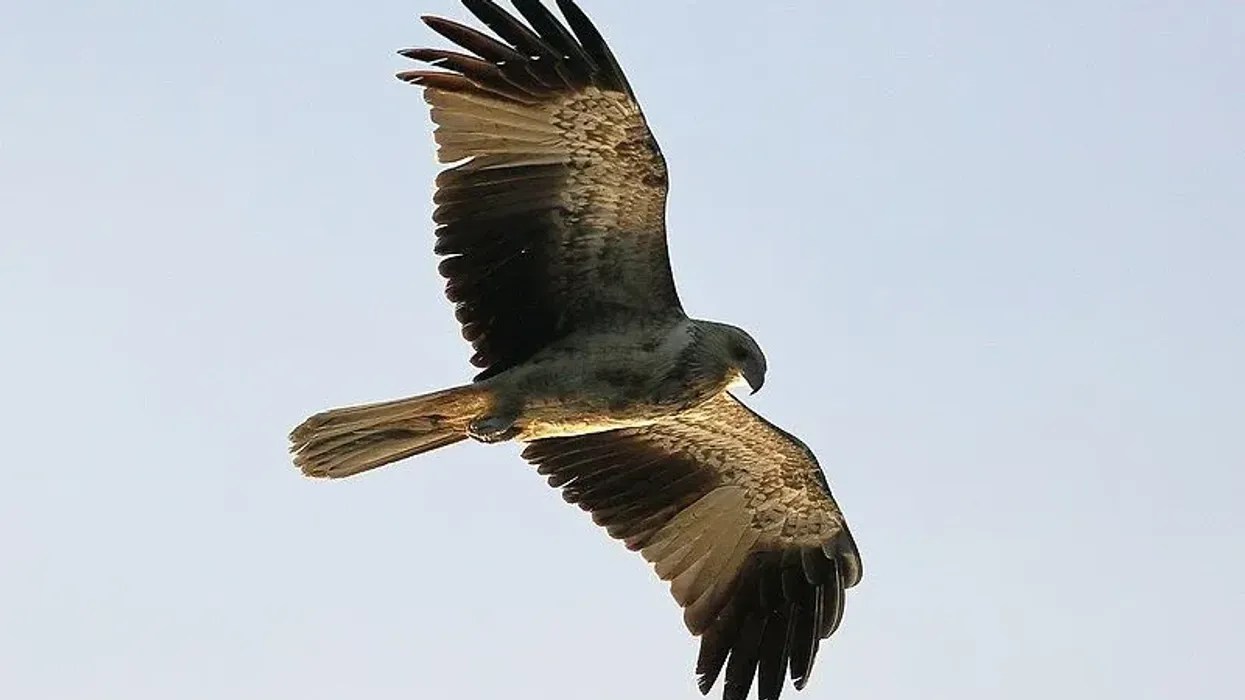 Read these interesting whistling kite facts about this bird that makes unique whistling noises during flight