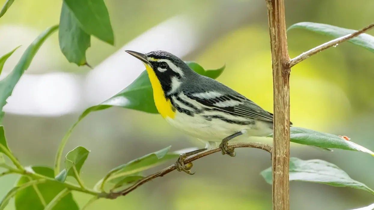 Read these interesting yellow-throated warbler facts to learn more about this bird.