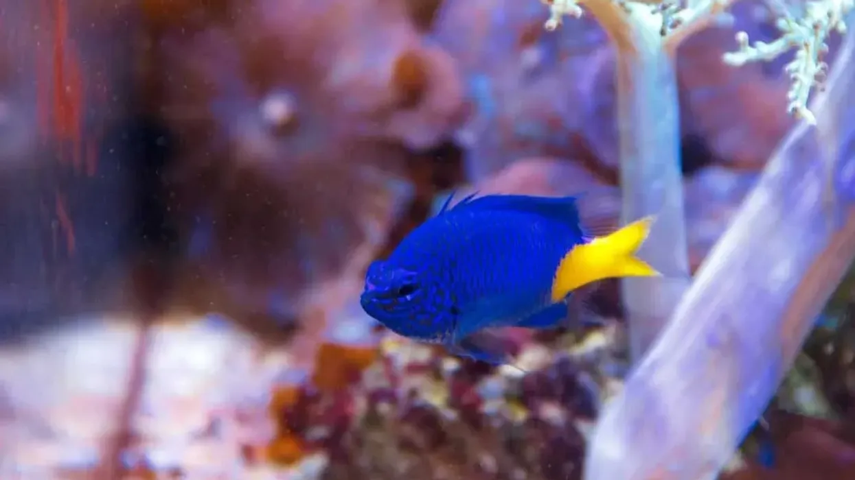 Read these interesting yellowtail damselfish facts about these fishes that show aggression while protecting their territory