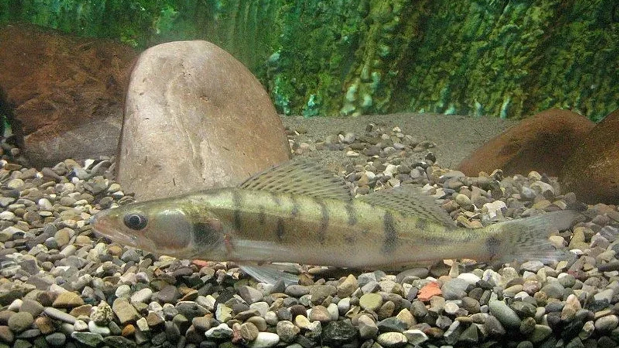 Fun Zander Fish Facts For Kids | Kidadl