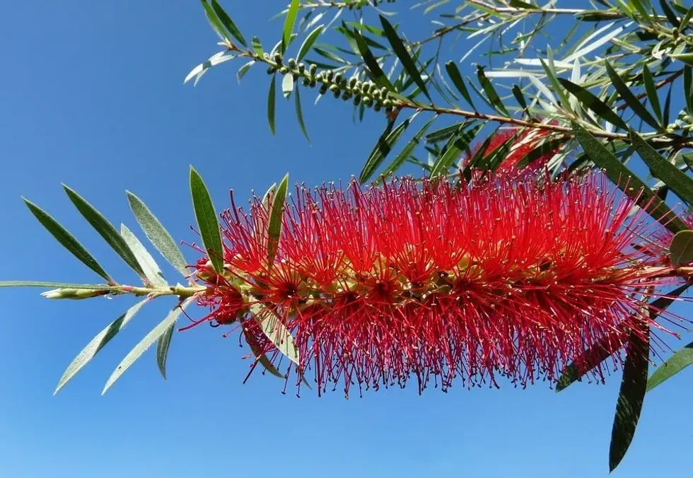 Read these intriguing Bottle brush tree facts here at Kidadl!