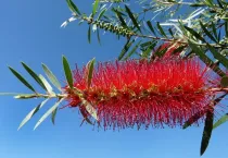 Read these intriguing Bottle brush tree facts here at Kidadl!
