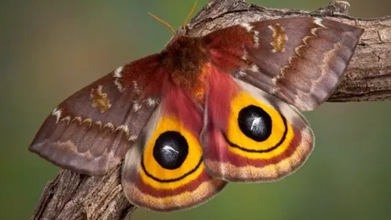 Read these Io moth facts about this vivid North American moth in the Saturniidae family.
