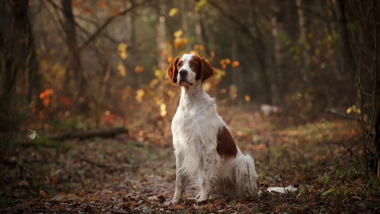 Read these Irish Red and White Setter facts to know about an ancient breed of dog that you might not be aware of.
