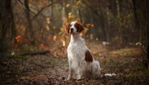 Read these Irish Red and White Setter facts to know about an ancient breed of dog that you might not be aware of.