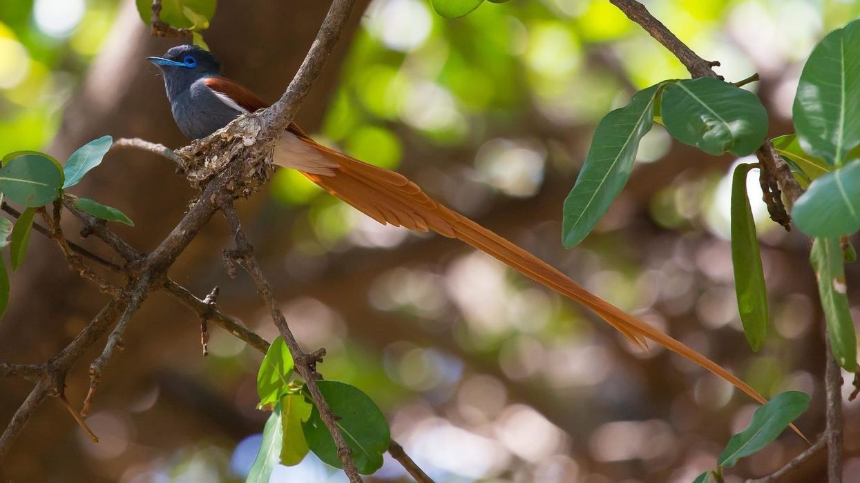Read these Japanese paradise flycatcher facts to learn more about this bird.