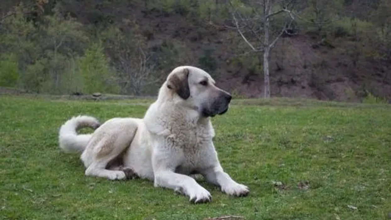 Read these Kangal facts to learn more about this dog.