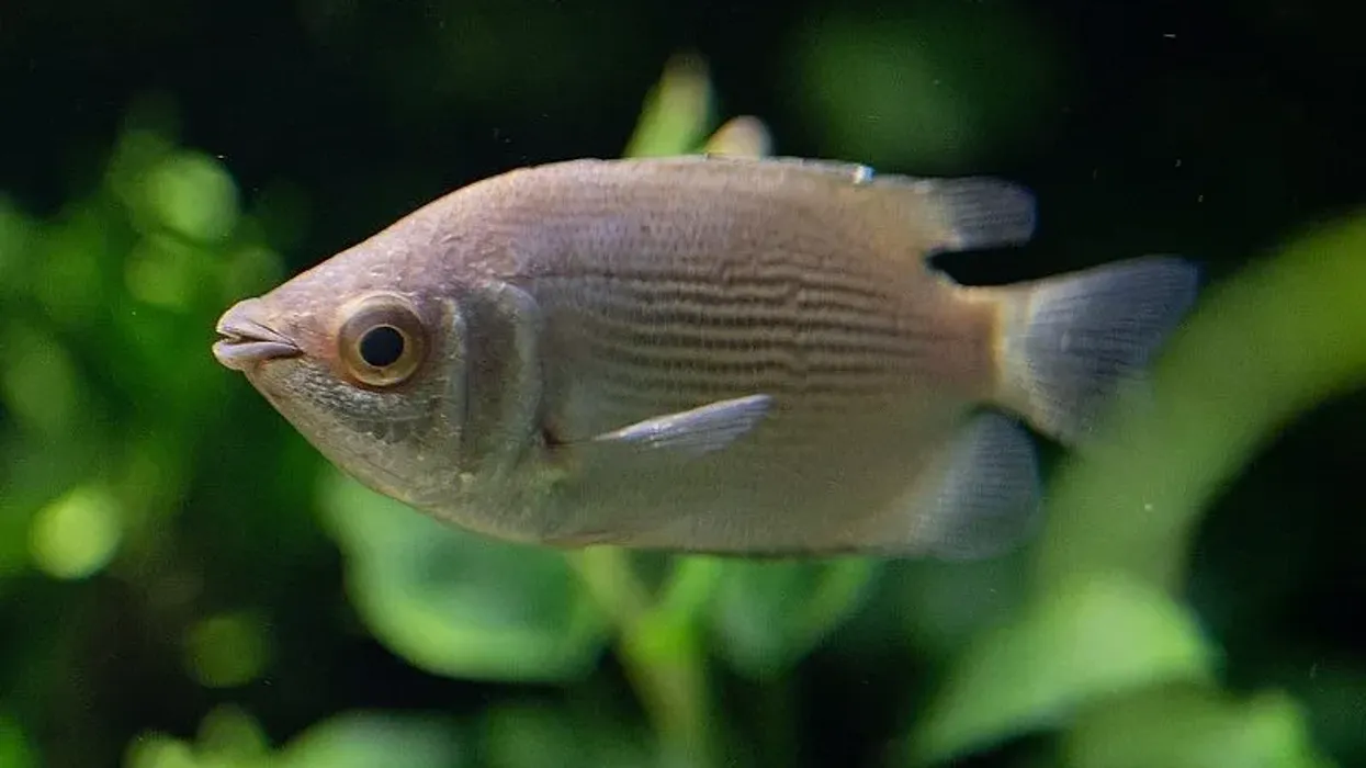 Read these kissing gourami facts that are fascinating for kids and adults alike