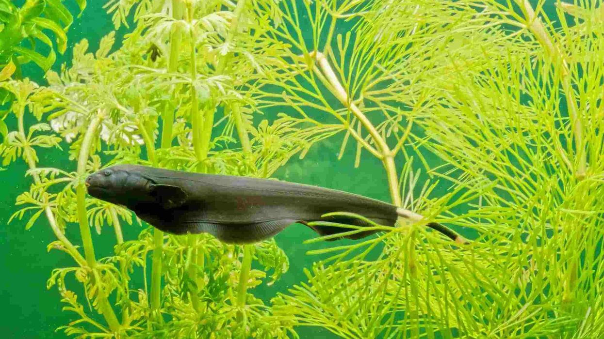 Read these knifefish facts about the fish with a very long anal fin.