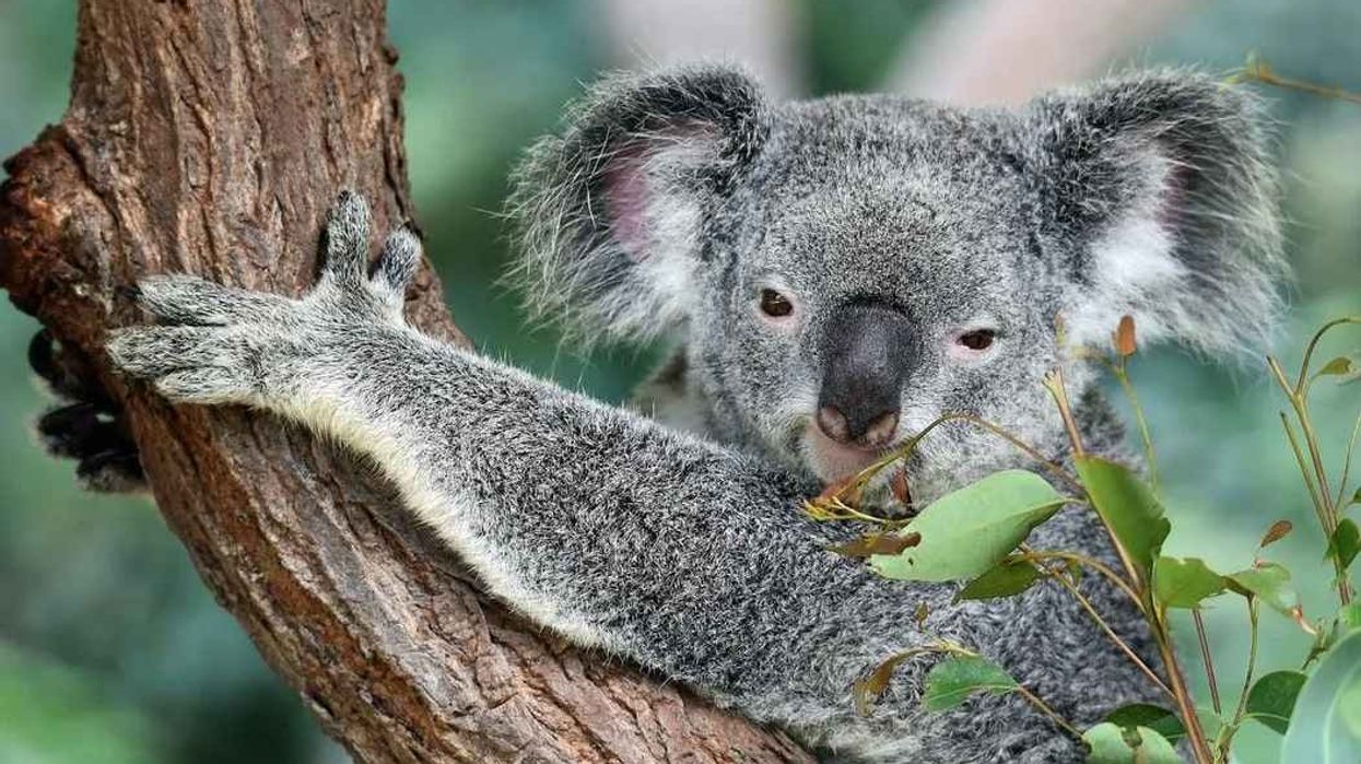 Read these koala facts about the very cute and lazy animal that spends all its time eating and sleeping.