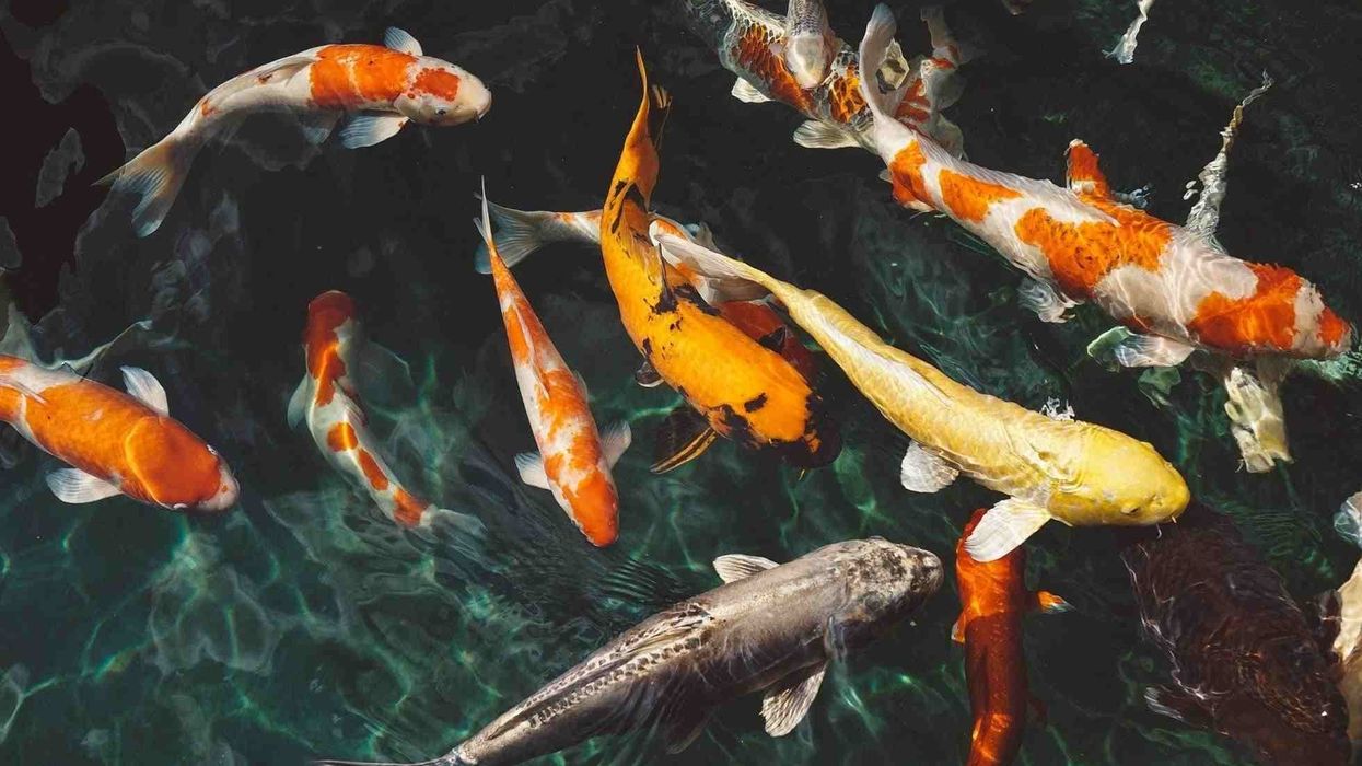 Read these koi fish facts interesting for kids.