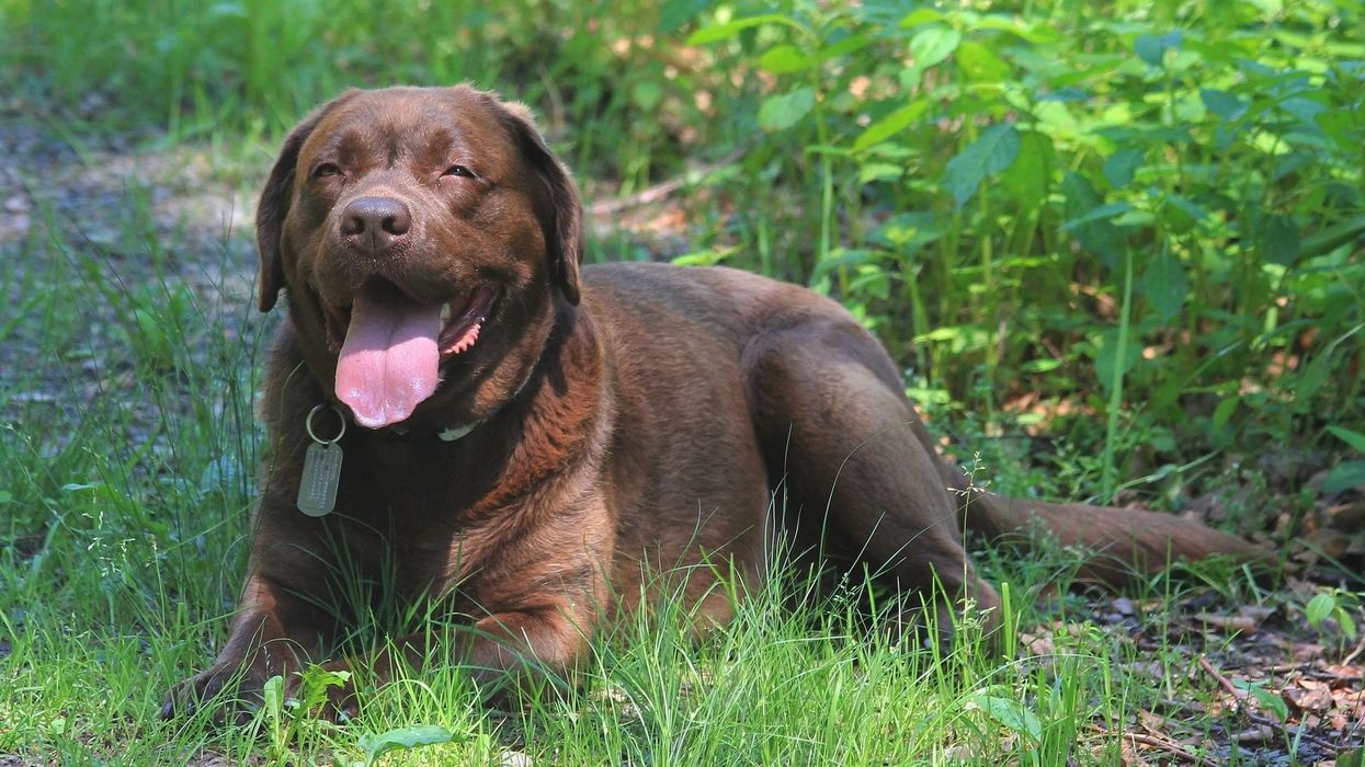 Read these Labradane facts which are interesting for dog lovers